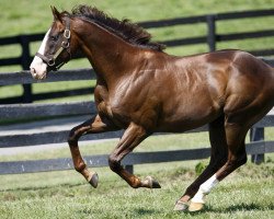 stallion Giant Oak xx (Thoroughbred, 2006, from Giant's Causeway xx)