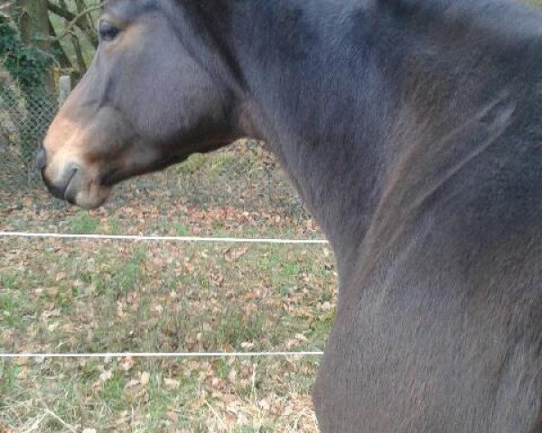 broodmare Lehburga (German Sport Horse, 2008, from Lehmann)