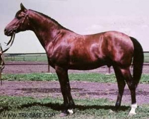 stallion Tropik ox (Arabian thoroughbred, 1962, from Pomeranets 1952 ox)