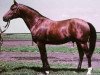 stallion Tropik ox (Arabian thoroughbred, 1962, from Pomeranets 1952 ox)