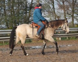 Pferd Sansa Sunrise (Connemara-Pony, 2013)