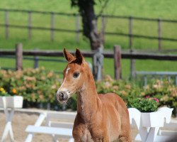 jumper Calgary HH (Hanoverian, 2013, from Cador 5)