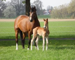 Zuchtstute Betty Balou (Hannoveraner, 2007, von Balou du Rouet)