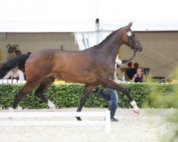 jumper Cadenz (Hanoverian, 2012, from Cador 5)