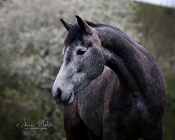 Dressurpferd Uggool Misty (Connemara-Pony, 2012, von Caherlistrane Bay)