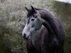 Dressurpferd Uggool Misty (Connemara-Pony, 2012, von Caherlistrane Bay)