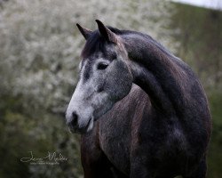 dressage horse Uggool Misty (Connemara Pony, 2012, from Caherlistrane Bay)