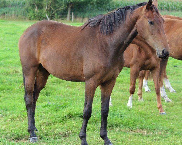 broodmare Fürstin Loreley (Hanoverian, 2014, from Fürst Nymphenburg)