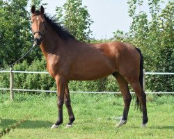 dressage horse Skyfall 45 (Hanoverian, 2013, from Spörcken)