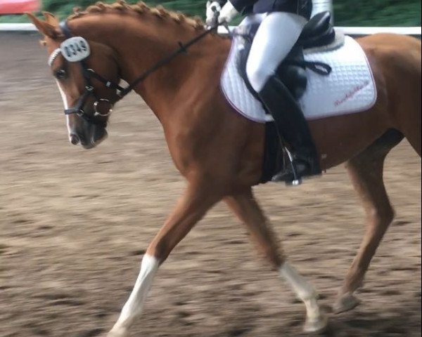 dressage horse Sunny's Esmeralda (German Riding Pony, 2013, from Grenzhoehes My Fireball)