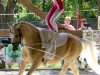 Pferd Domani d'oro (Deutsches Reitpony, 2001, von Dundee Gold)