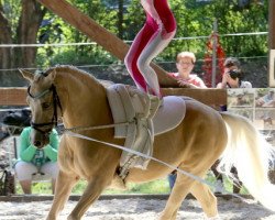 Pferd Domani d'oro (Deutsches Reitpony, 2001, von Dundee Gold)