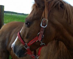 dressage horse de luxe 26 (unknown,  )