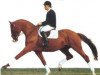 stallion Ampere (Swedish Warmblood, 1988, from Democritos)