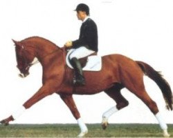 stallion Ampere (Swedish Warmblood, 1988, from Democritos)