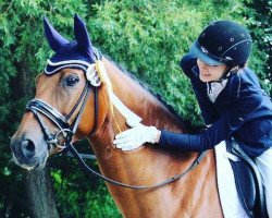 dressage horse Baccara 184 (Westfale, 2009, from Biasini)