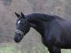 jumper O'Felie (Oldenburg show jumper, 2012, from Olympic Fire 5)