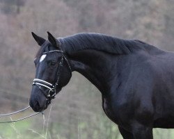 Springpferd O'Felie (Oldenburger Springpferd, 2012, von Olympic Fire 5)