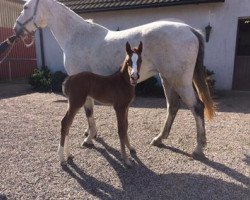 Pferd Goodhope Bay (Schwedisches Warmblut, 2017, von Mr Vain GJ)