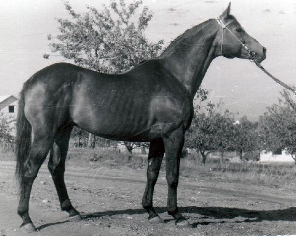 stallion Oplot (Russian Trakehner, 1955, from Ossian 26)