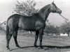 stallion Oplot (Russian Trakehner, 1955, from Ossian 26)