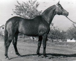 Deckhengst Oplot (Russisch Trakehner, 1955, von Ossian 26)