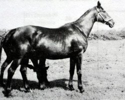 broodmare Otawa (Russian Trakehner, 1968, from Welt)