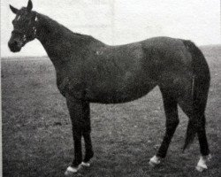 broodmare Ochapka (Russian Trakehner, 1987, from Hockey 41)