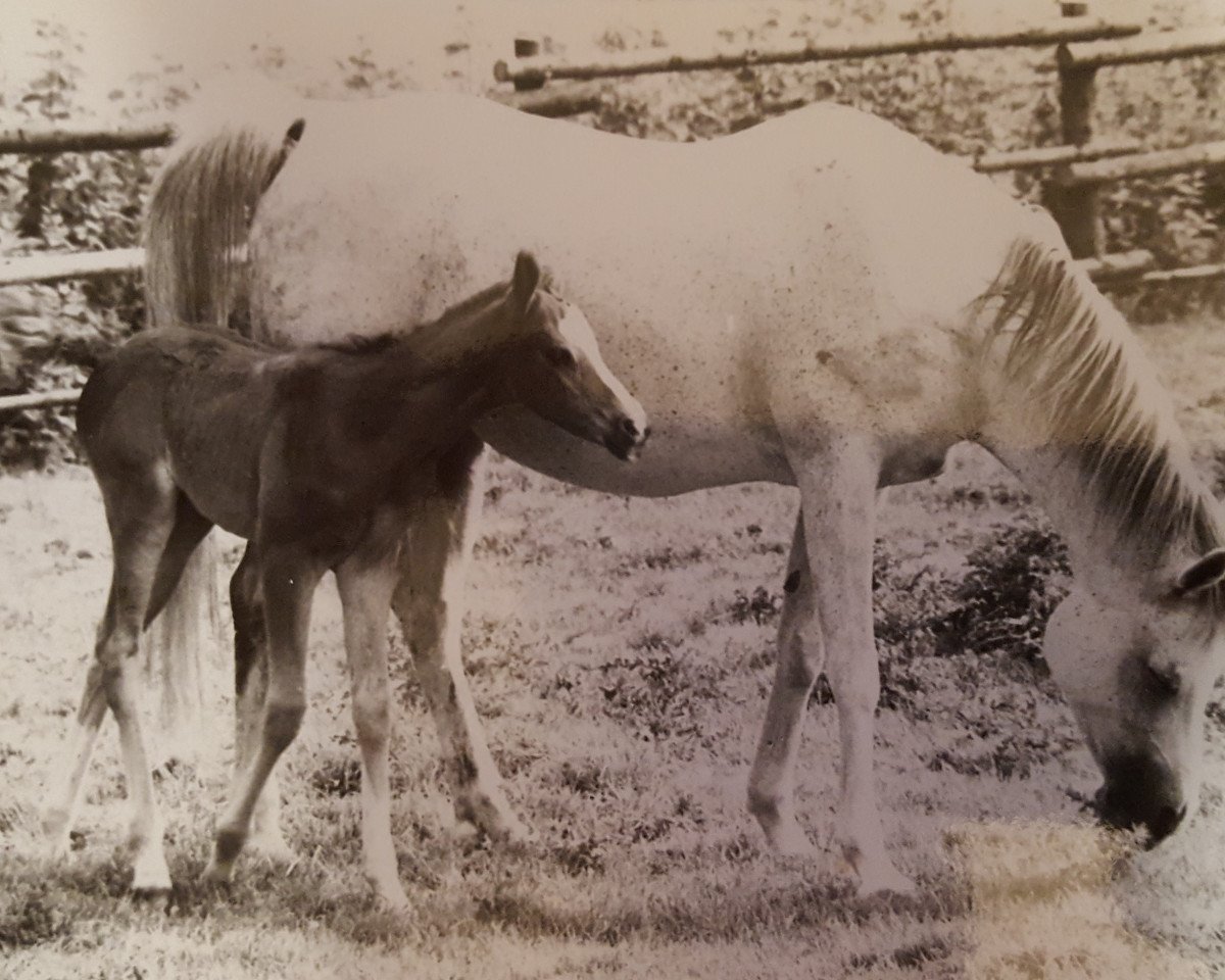 broodmare Jorkaidah ox (Arabian purebred, 1970, from Kaisoon 1958 EAO)