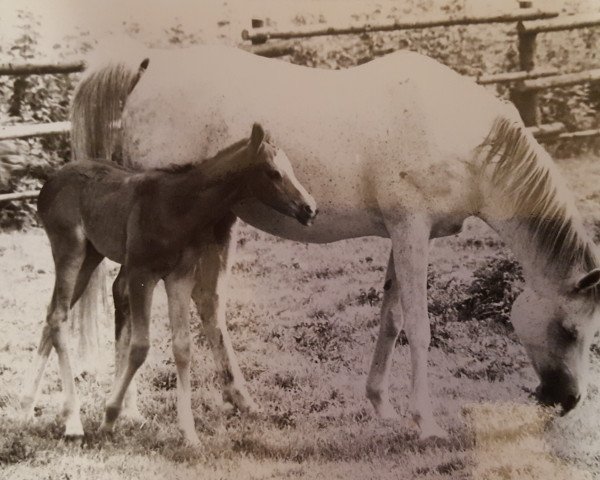 Zuchtstute Jorkaidah ox (Vollblutaraber, 1970, von Kaisoon 1958 EAO)