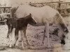 broodmare Jorkaidah ox (Arabian thoroughbred, 1970, from Kaisoon 1958 EAO)