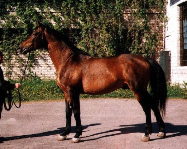 Deckhengst Efir (Russisch Trakehner, 1982, von Falstaff)