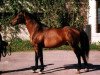 stallion Efir (Russian Trakehner, 1982, from Falstaff)