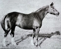 Zuchtstute Gretschicha (Russisch Trakehner, 1955, von Guido)