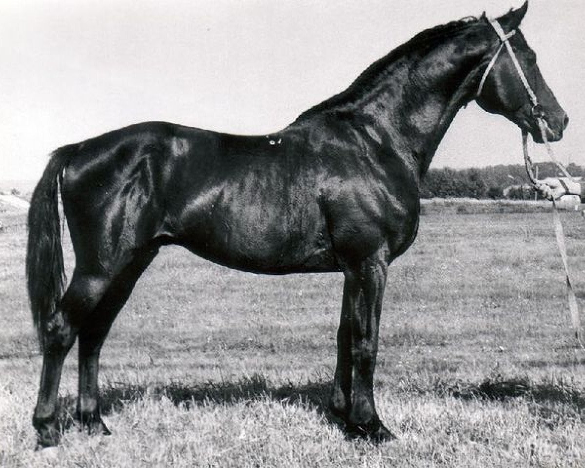 stallion Galop (Russian Trakehner, 1967, from Pompej)