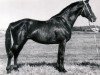 stallion Galop (Russian Trakehner, 1967, from Pompej)