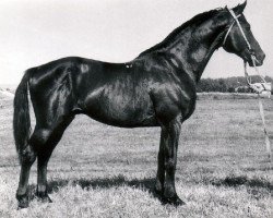 Deckhengst Galop (Russisch Trakehner, 1967, von Pompej)