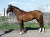 dressage horse Goldfire (Trakehner, 2007, from Febo)