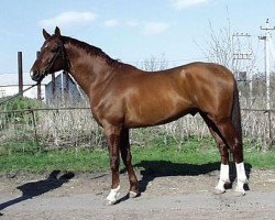 dressage horse Goldfire (Trakehner, 2007, from Febo)