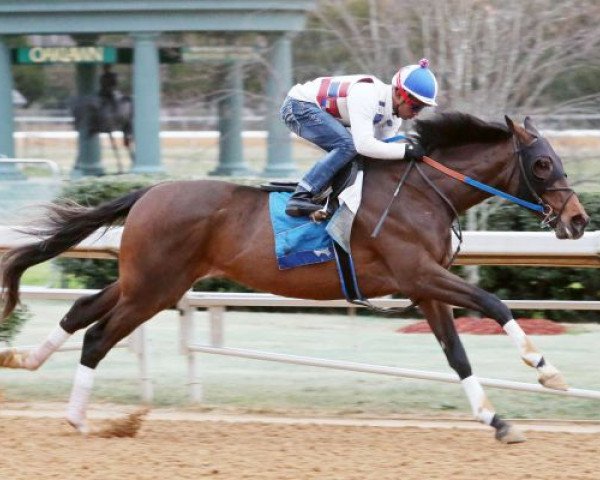 horse Lookin At Lee xx (Thoroughbred, 2014, from Lookin At Lucky xx)