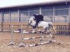 horse Corvette 35 (Oldenburg show jumper, 2008, from Contendro I)