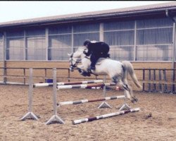 horse Corvette 35 (Oldenburg show jumper, 2008, from Contendro I)