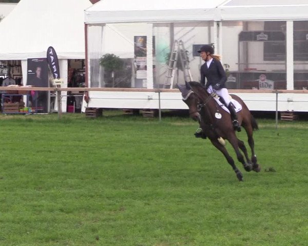 Reitturnier Schillerslage 2018