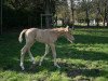 dressage horse Qamar de la Vie C (Westphalian, 2017, from Qaside Md)