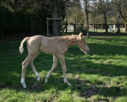 dressage horse Qamar de la Vie C (Westphalian, 2017, from Qaside Md)