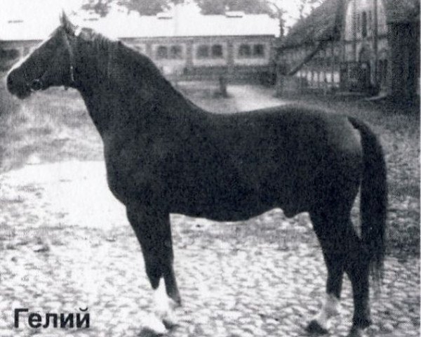 stallion Gelij (Hanoverian, 1965, from Guenther 3082)