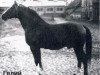 stallion Gelij (Hanoverian, 1965, from Guenther 3082)