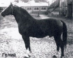 stallion Gelij (Hanoverian, 1965, from Guenther 3082)