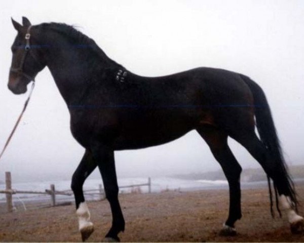 stallion Vozgon-26 (Hanoverian, 1986, from Vandals)