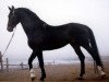 stallion Vozgon-26 (Hanoverian, 1986, from Vandals)